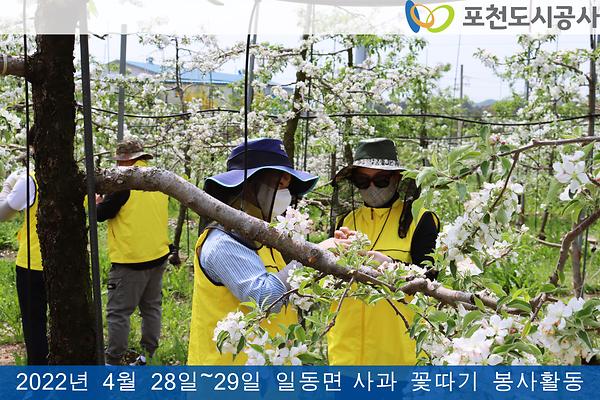4월 28일~29일 사과꽃 따기 봉사 참여4