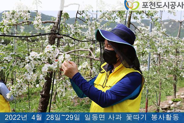 4월 28일~29일 사과꽃 따기 봉사 참여3