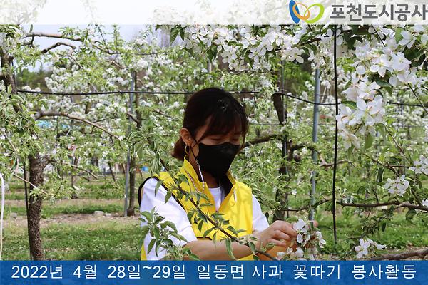 4월 28일~29일 사과꽃 따기 봉사 참여2